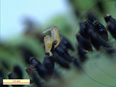 Corythucha arcuata_отрождение личинки